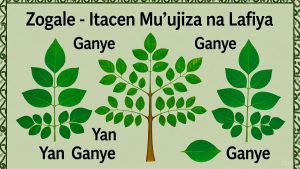 zogale da amfanin sa ga lafiya